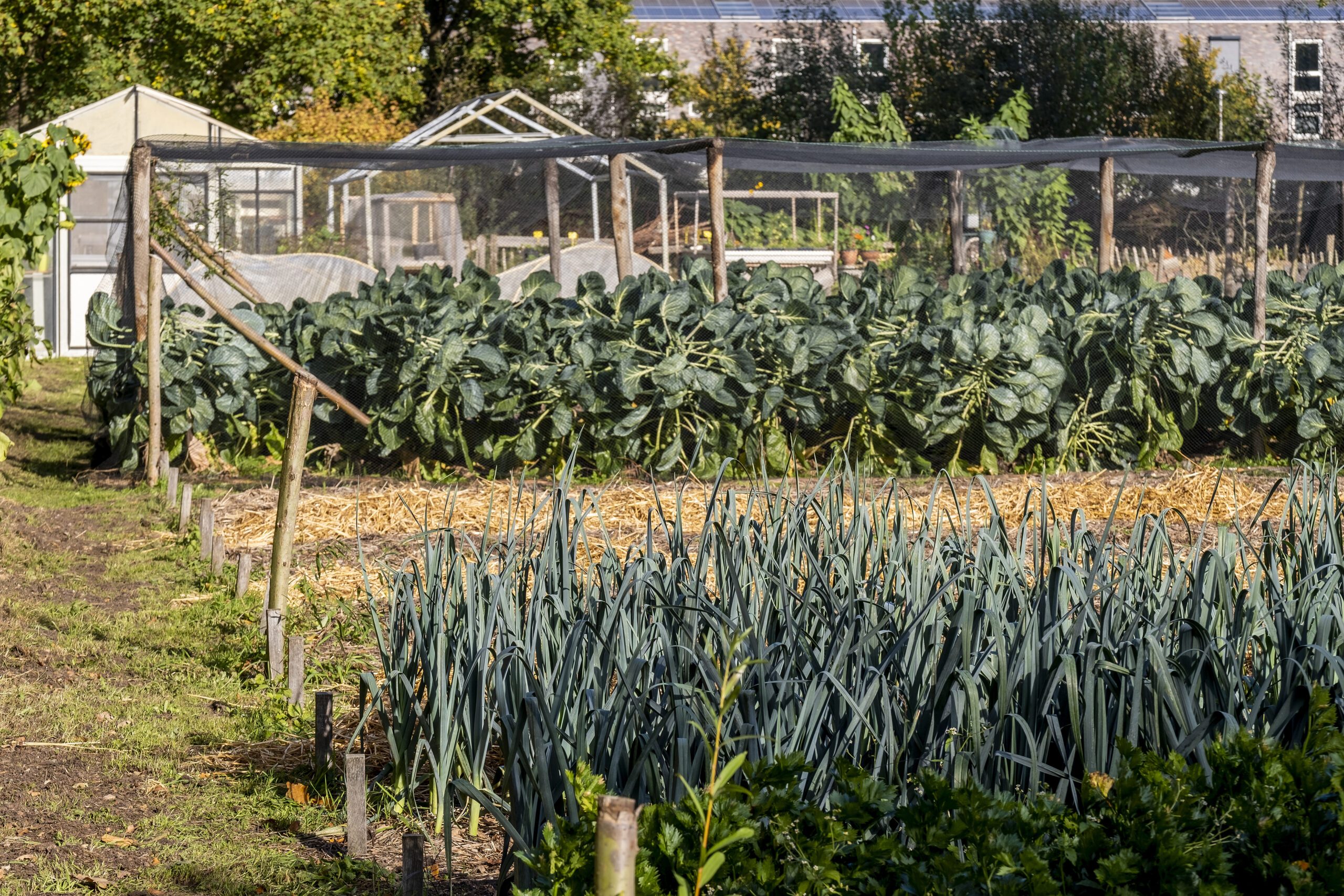 We proeven aan woorden voor een verbindende taal
