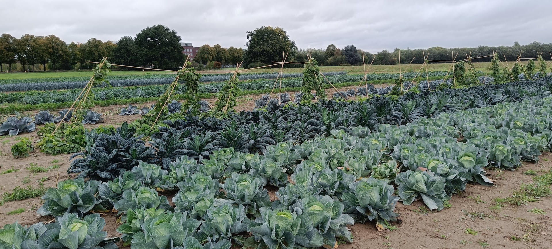 Plaats DKA ontwikkelt in 2024 Fieldlab voor vitaal voedselsysteem